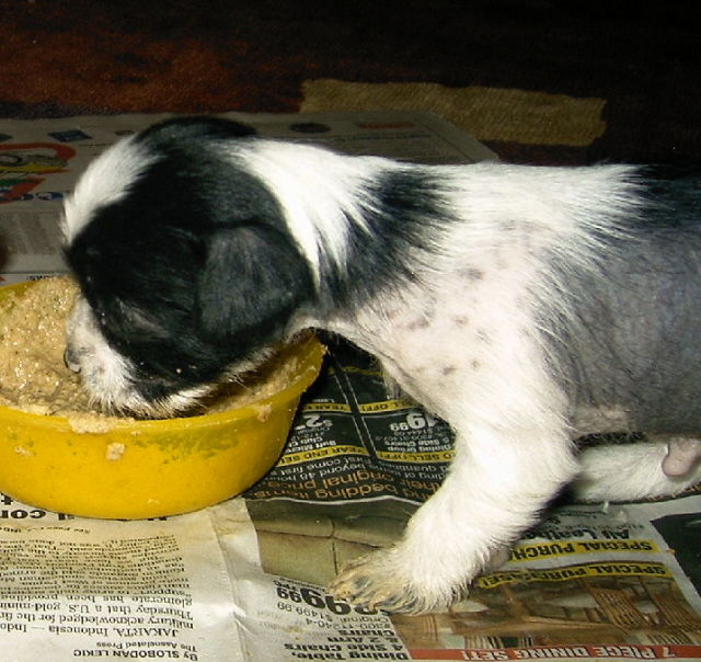 puppyfood.jpg